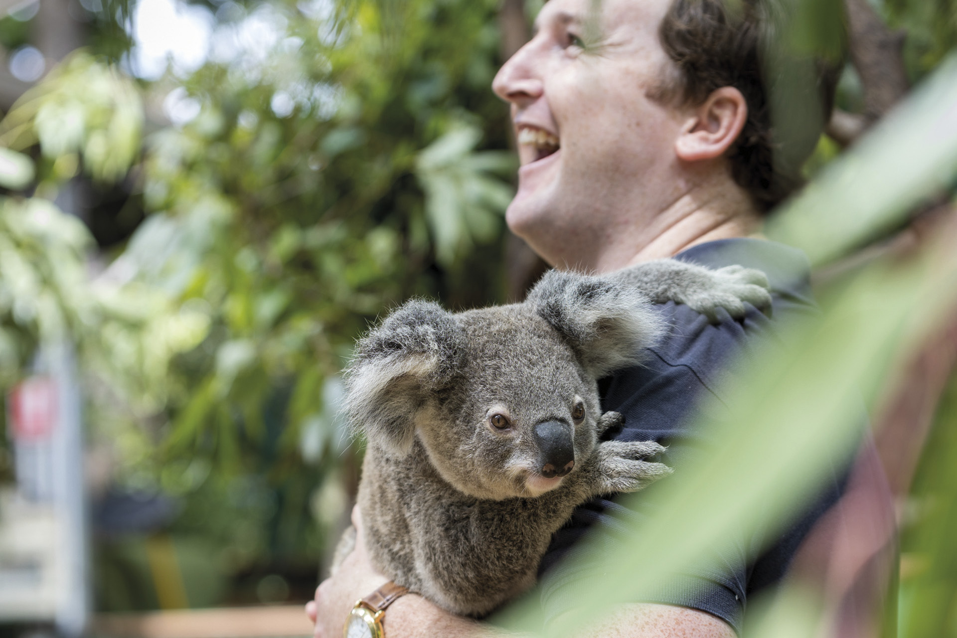 Koala Lovers Club plays starring role in RI public image campaign
