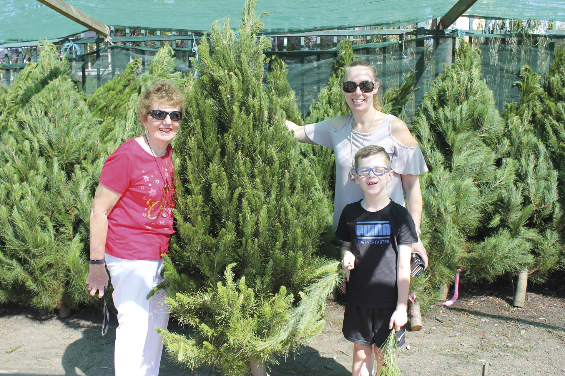 Christmas Tree Sales