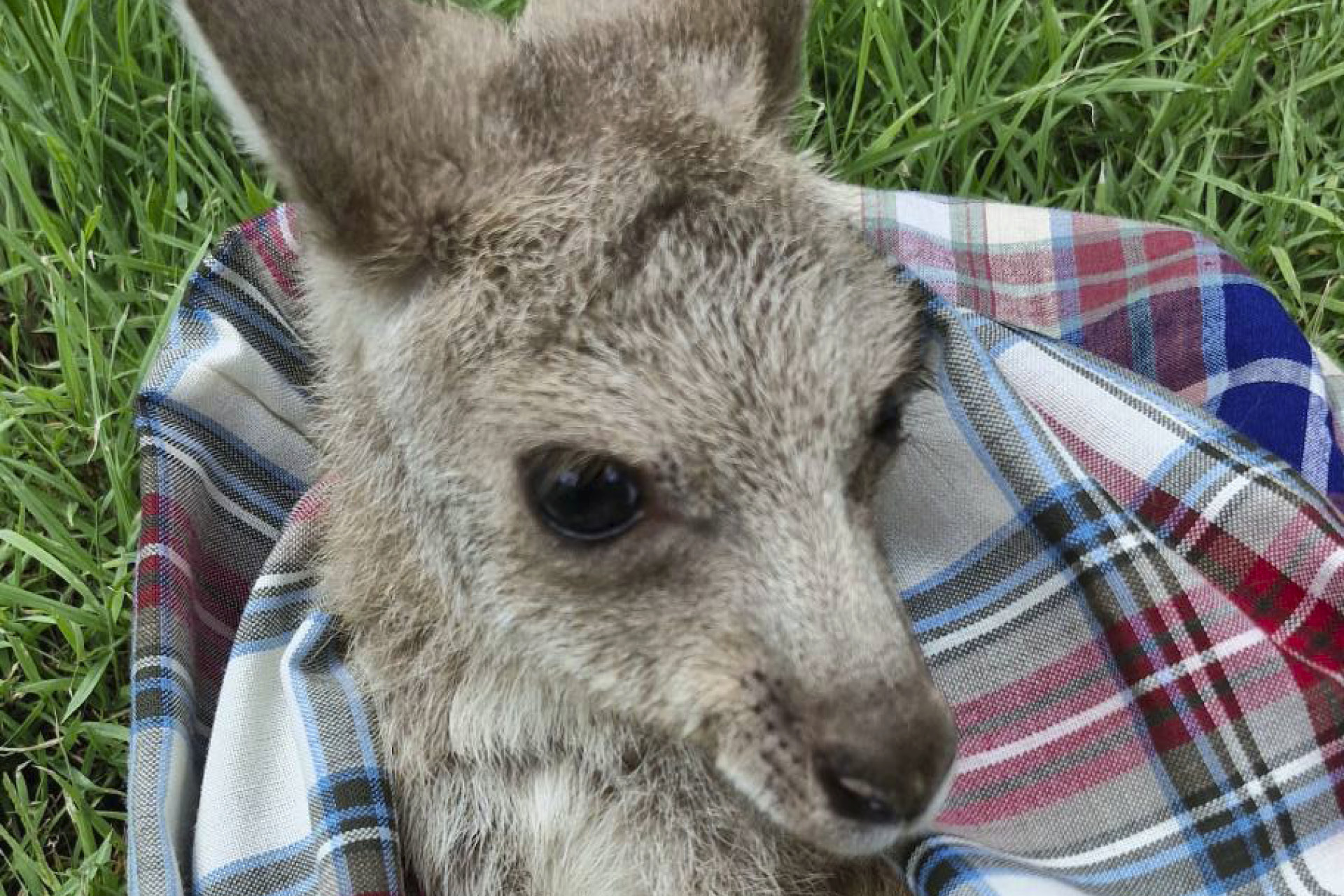 Rotary Club of SEQ Wildlife Rescue