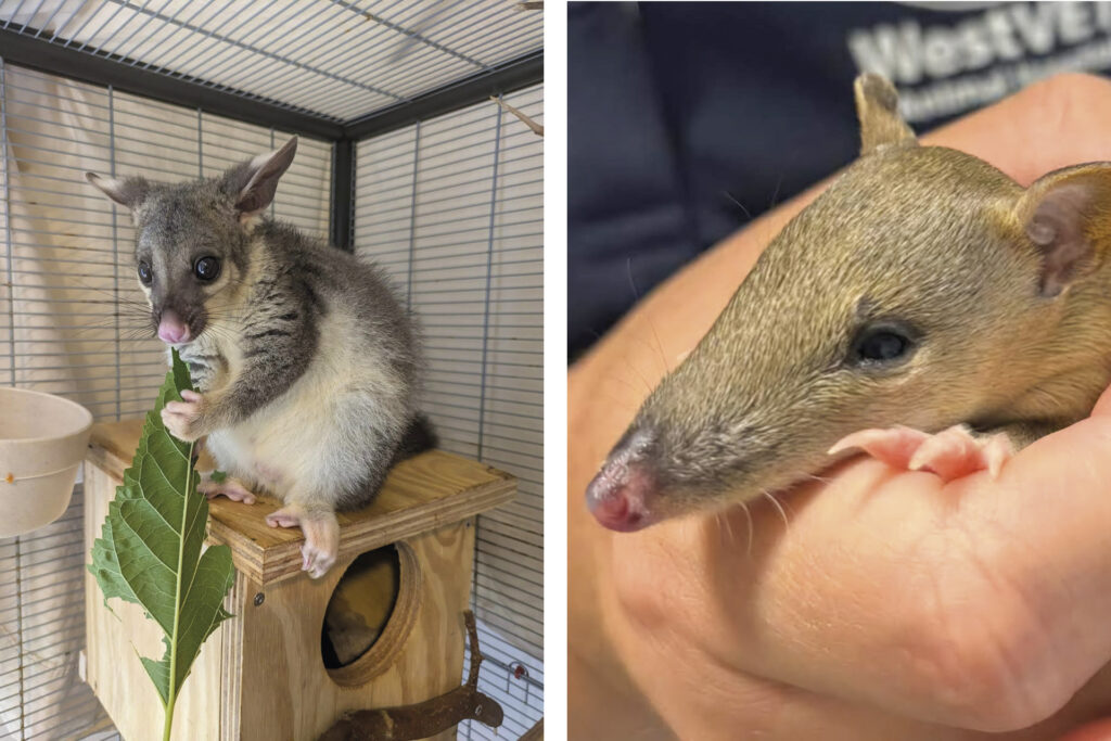 Rotary Club of SEQ Wildlife Rescue | Rotary Down Under